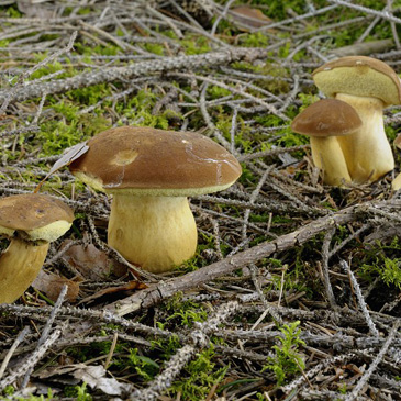 Boletus badius – hřib hnědý