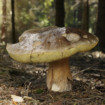 Boletus edulis, hřib smrkový - Rybova...