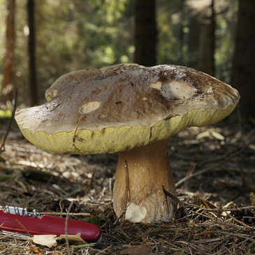 Boletus edulis, hřib smrkový - Rybova...