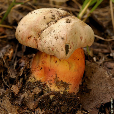 Boletus legalie – hřib Le Galové