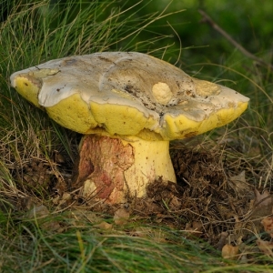 Boletus radicans, hřib medotrpký