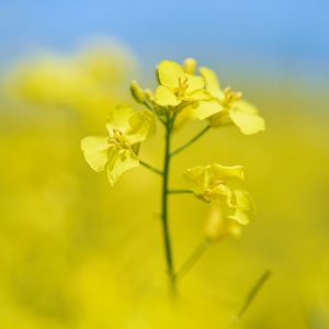 Brassica napus subsp. napus – brukev řepka olejka