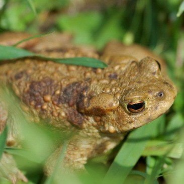 Bufo bufo, ropucha obecná