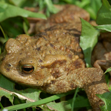 Bufo bufo, ropucha obecná