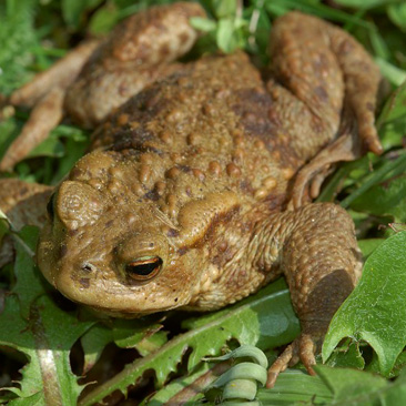 Bufo bufo, ropucha obecná