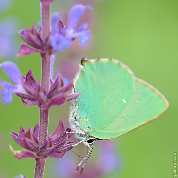 Callophrys rubi, ostruháček...