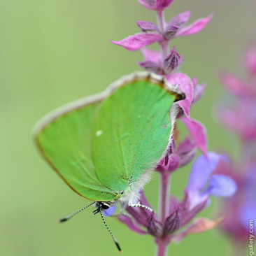 Callophrys rubi, ostruháček...