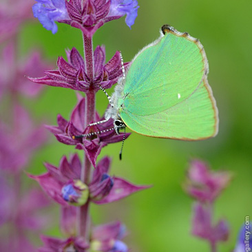 Callophrys rubi, ostruháček...