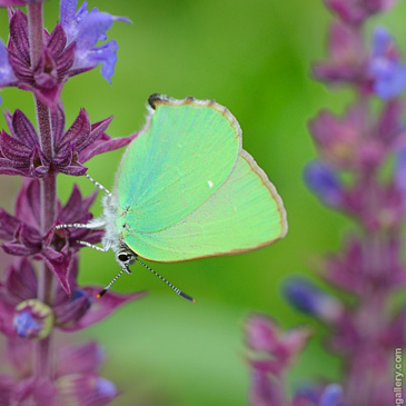 Callophrys rubi, ostruháček...