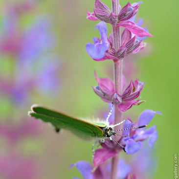 Callophrys rubi, ostruháček...