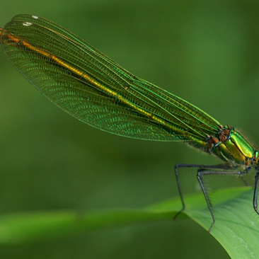 Calopteryx splendens, motýlice lesklá