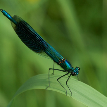 Calopteryx splendens, motýlice lesklá