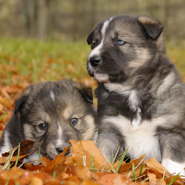 Canis lupus familiaris, pes domácí...