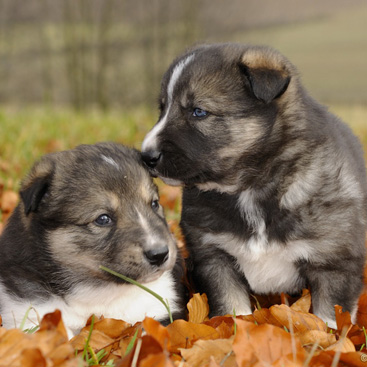 Canis lupus familiaris, pes domácí...