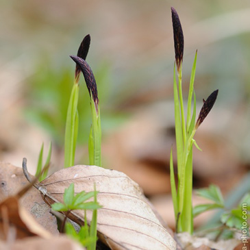 Carex pilosa, ostřice chlupatá - NPP...