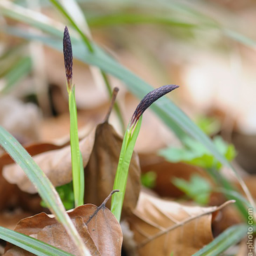 Carex pilosa, ostřice chlupatá - NPP...