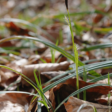 Carex pilosa, ostřice chlupatá - NPP...