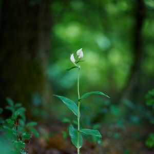 Cephalanthera damasonium, okrotice...