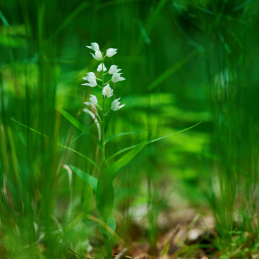 Cephalanthera longifolia, okrotice...