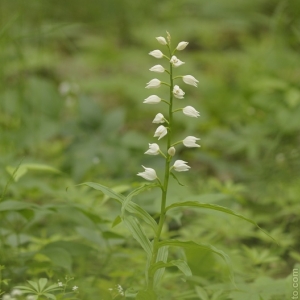 Cephalanthera longifolia, okrotice...