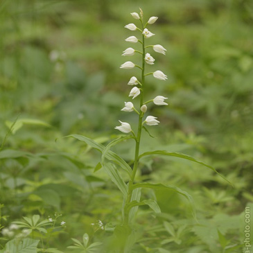 Cephalanthera longifolia – okrotice dlouholistá