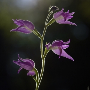 Cephalanthera rubra – okrotice červená