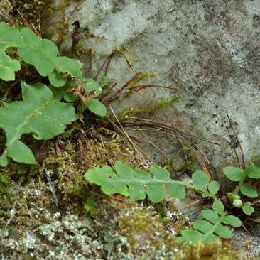 Ceterach officinarum – kyvor lékařský