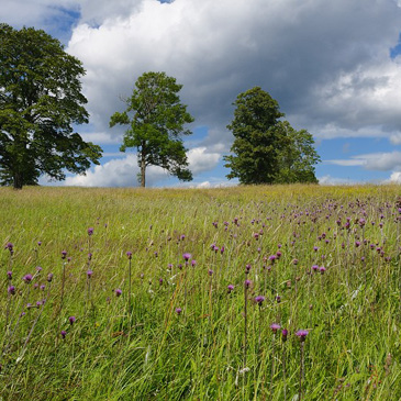 Cirsium heterophyllum – pcháč různolistý