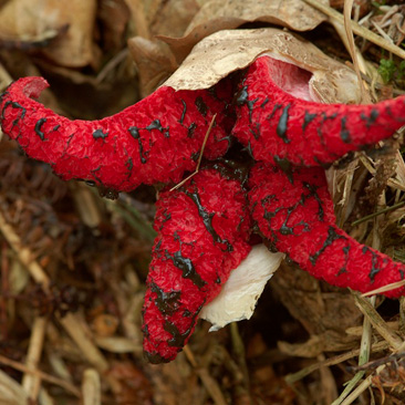 Clathrus archeri, květnatec Archerův