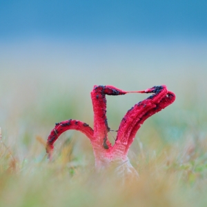 Clathrus archeri, květnatec Archerův...