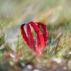 Clathrus archeri, květnatec Archerův...