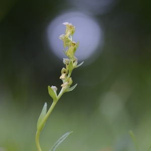 Coeloglossum viride, vemeníček...