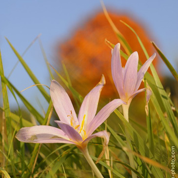 Colchicum autumnale, ocún jesenní -...