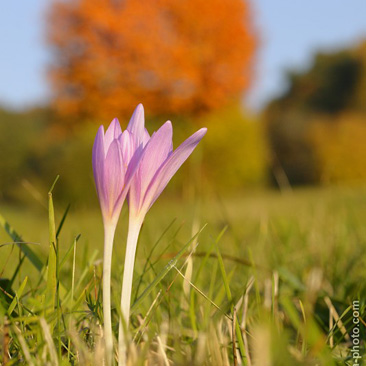 Colchicum autumnale, ocún jesenní -...