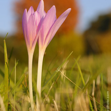 Colchicum autumnale, ocún jesenní -...