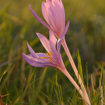 Colchicum autumnale – ocún jesenní