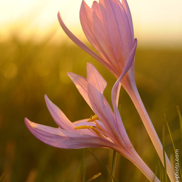 Colchicum autumnale, ocún jesenní -...