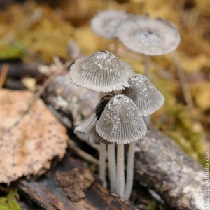 Coprinellus disseminatus,  hnojník...