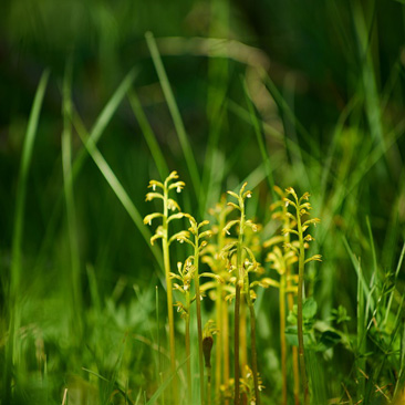 Corallorhiza trifida, korálice...