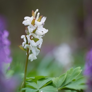 Corydalis sp. – dymnivka