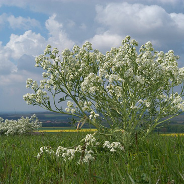 Crambe tataria, katrán tatarský