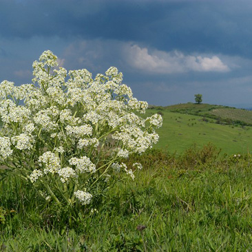 Crambe tataria – katrán tatarský