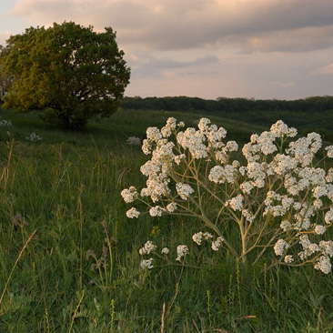 Crambe tataria, katrán tatarský