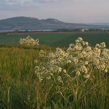 Crambe tataria, katrán tatarský