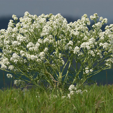 Crambe tataria, katrán tatarský