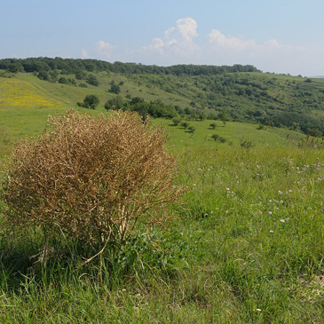 Crambe tataria, katrán tatarský