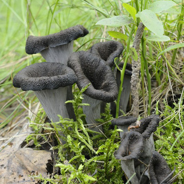 Craterellus cornucopioides, stroček...