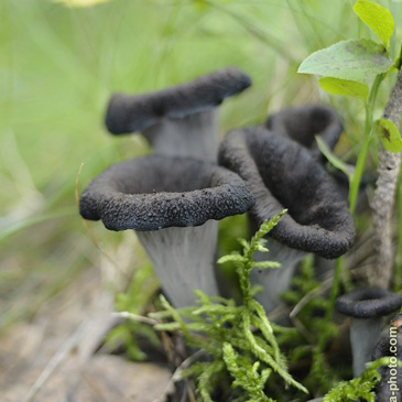 Craterellus cornucopioides, stroček...