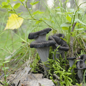 Craterellus cornucopioides, stroček...