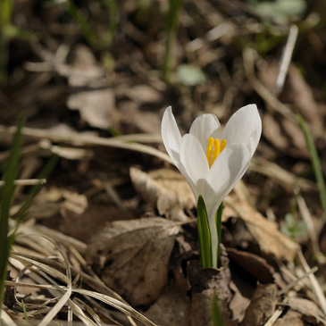 Crocus albiflorus, šafrán...